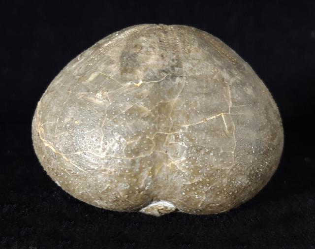 Micraster brevis DESOR in AGASSIZ & DESOR 1847 - Bild © FossNet FossilienStore